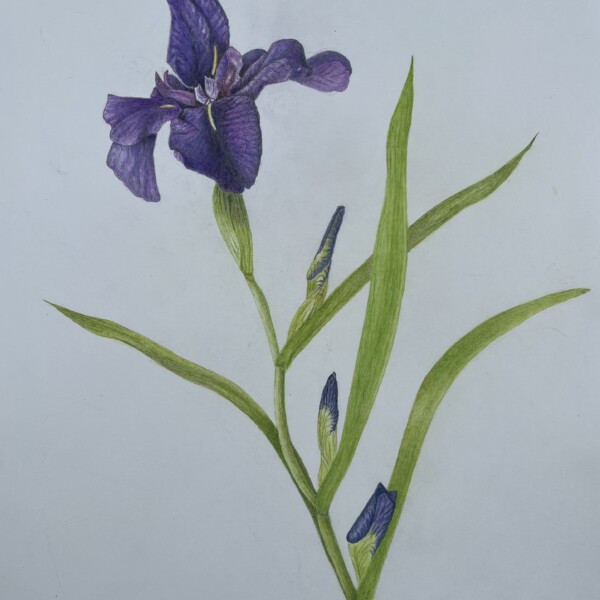 Iris 9 juillet 2025