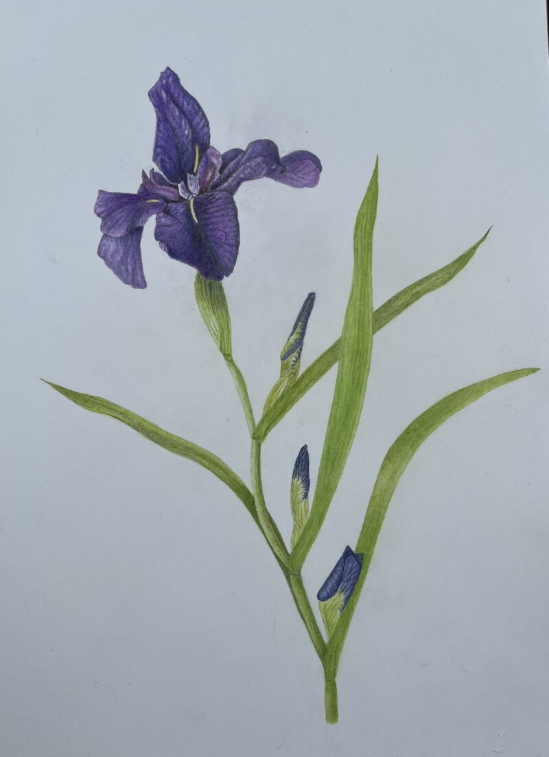 iris-9-juillet-2025
