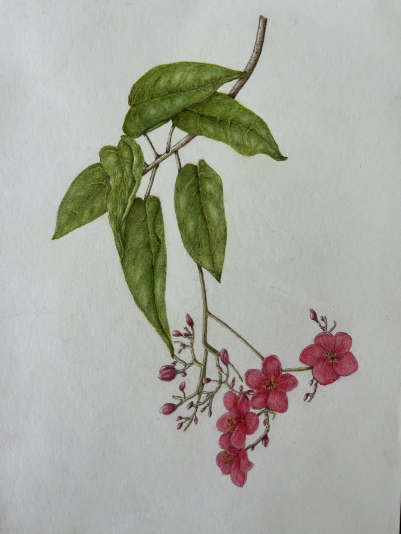 jatropha-integerrima