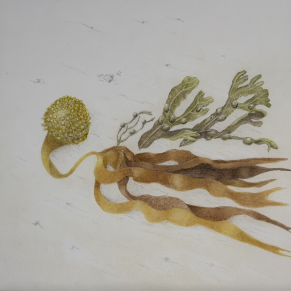 Laminaria Aout 2025 4