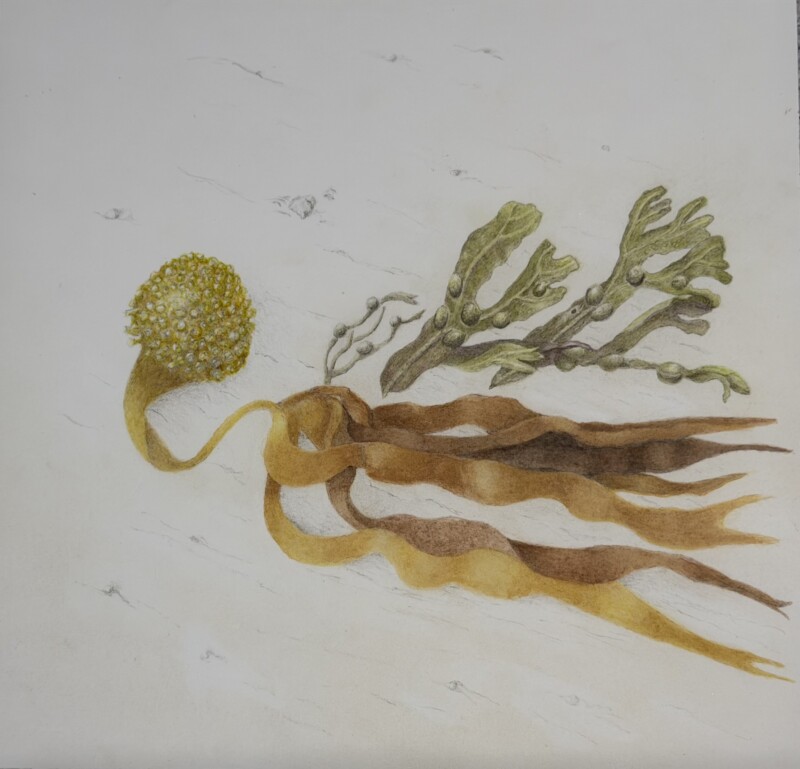 laminaria-aout-2025-4-2