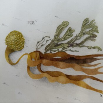 laminaria-ile-de-noirmoutier-2025