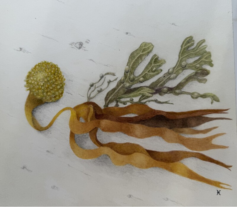 laminaria-ile-de-noirmoutier-2025