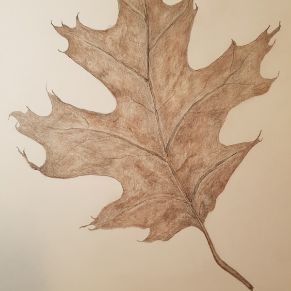 Oak leaf