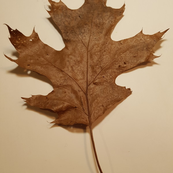 Oak leaf original