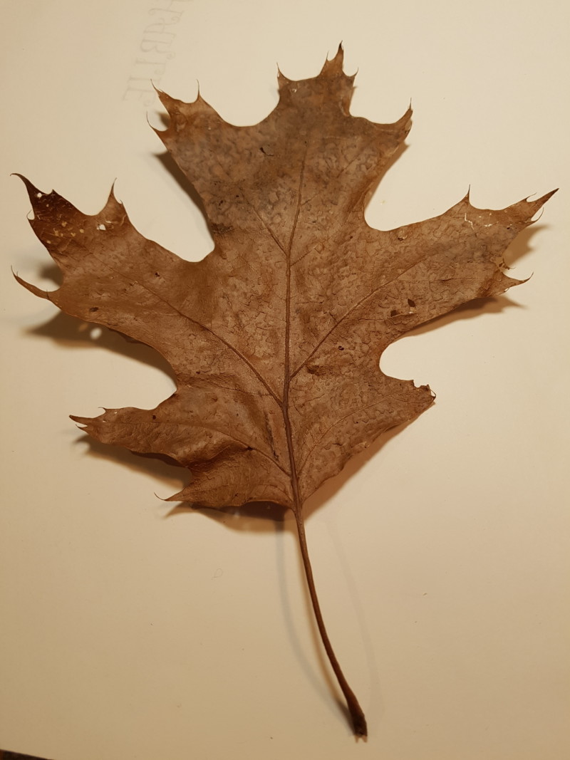 oak-leaf-original