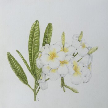 plumeria-mai-2026