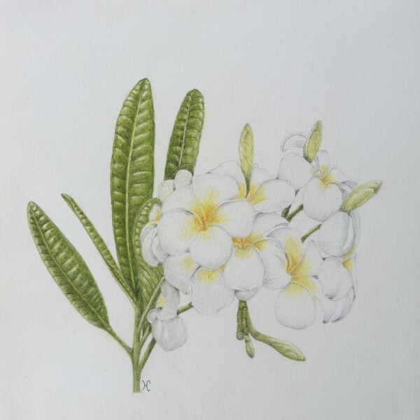 Plumeria mai 2026