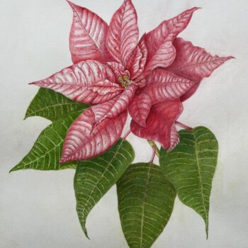 poinsettia-dec-2024