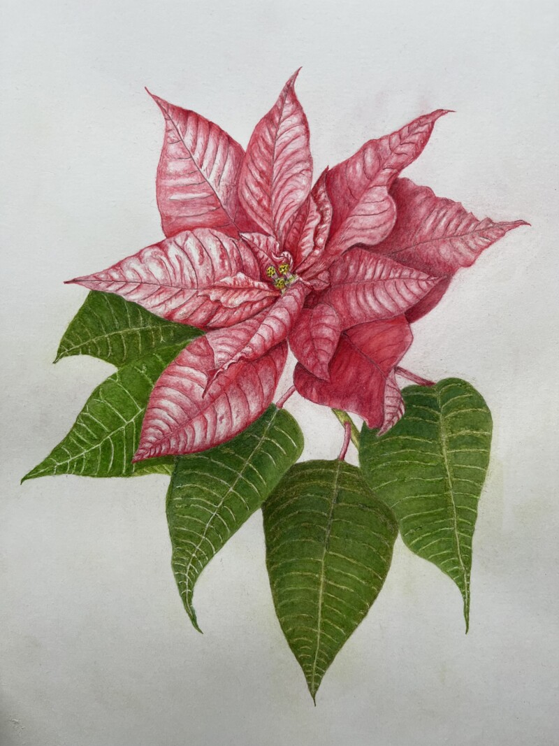 poinsettia-dec-2024