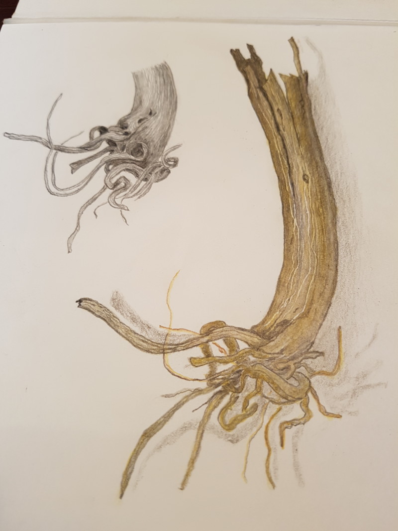 roots-drawing