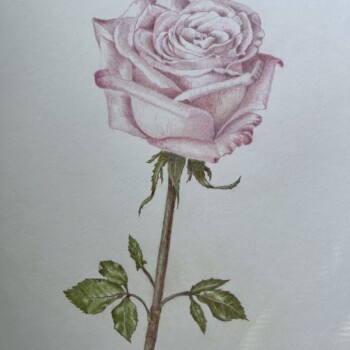 rose-pale-fev-2025