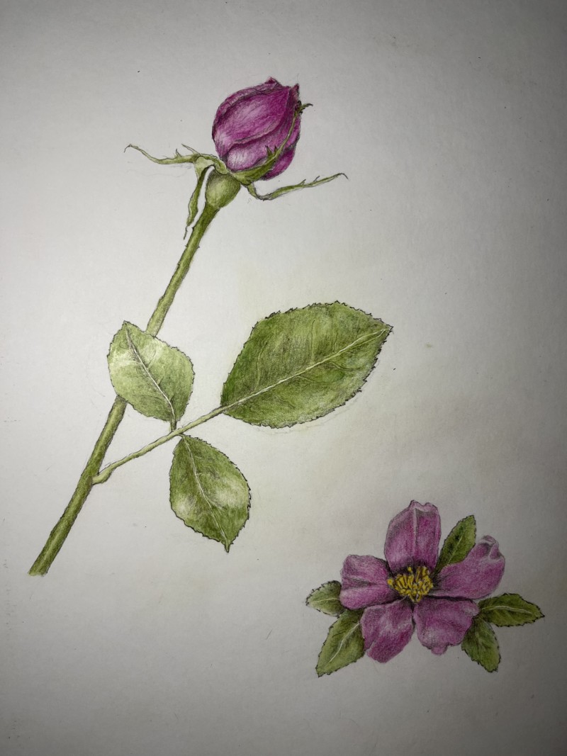 roses-7-mars-2022