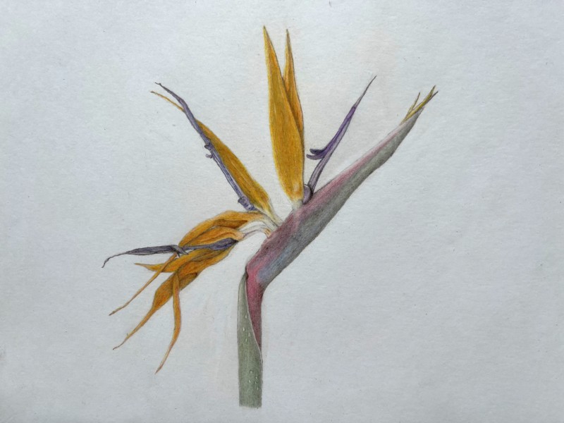 strelitzia-regina-1-mai-2022
