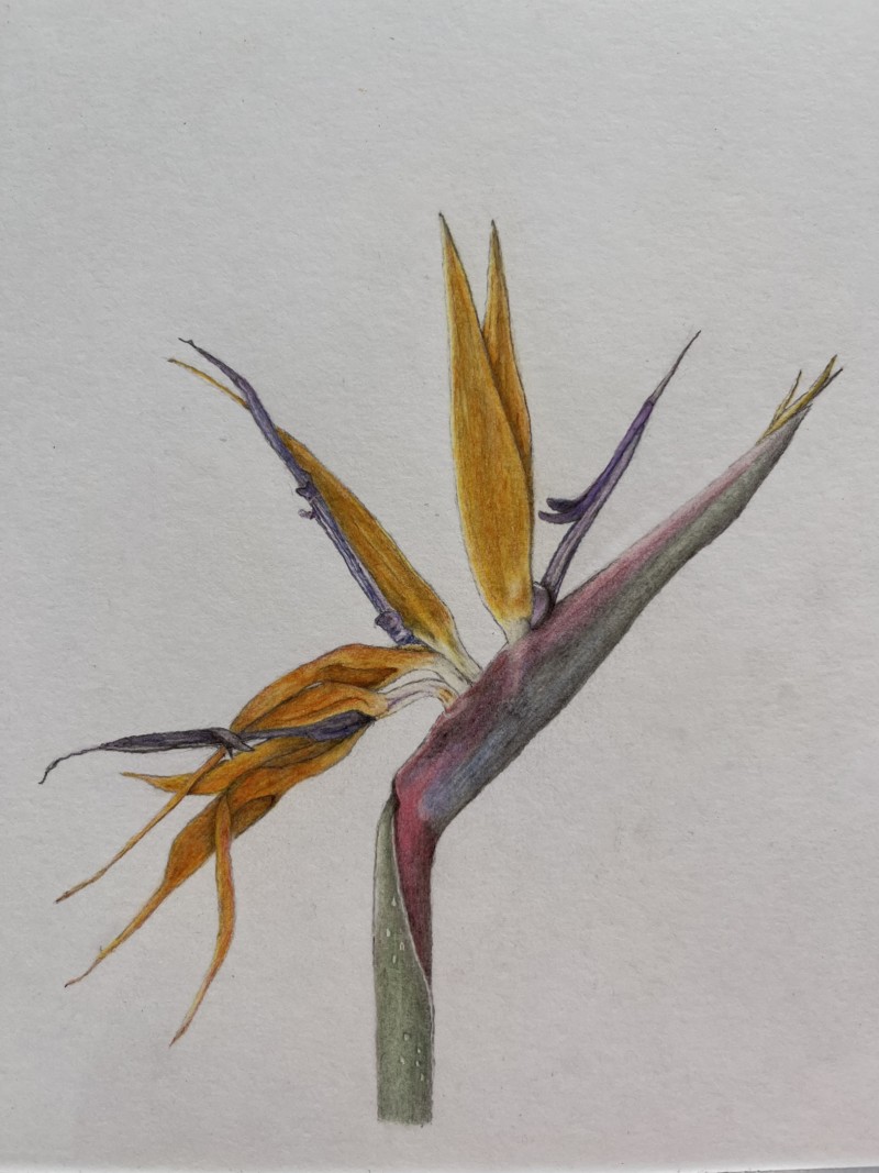 strelitzia-regina