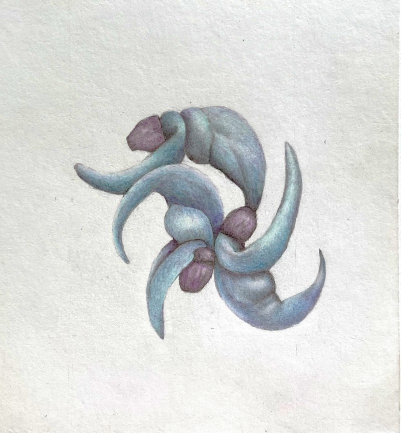 strongylodon-macrobotrys-mai-1-2022