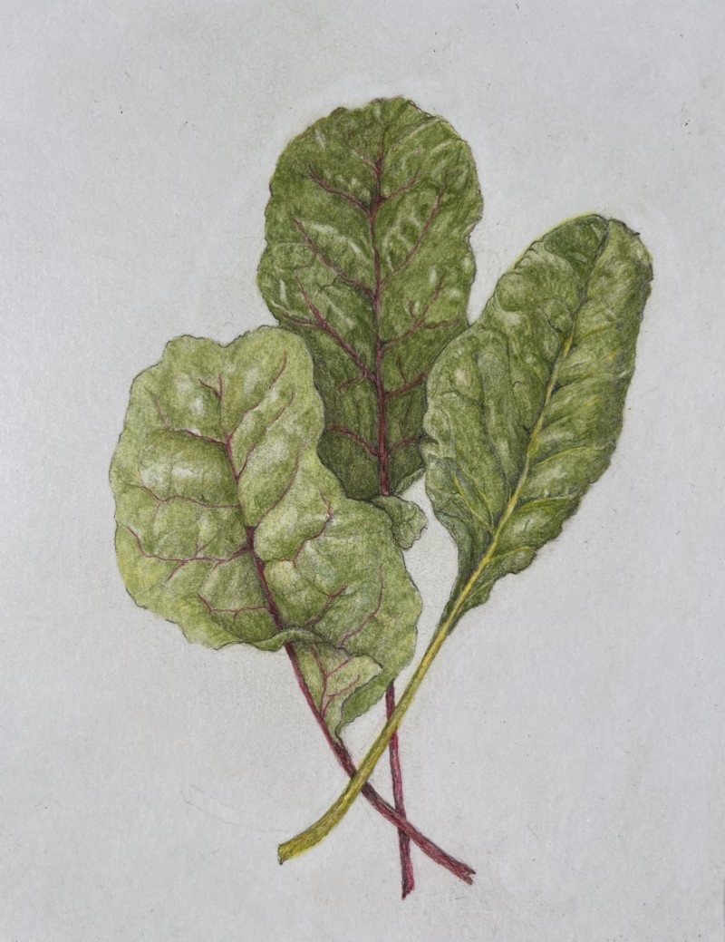 swiss-chard-aug-2022