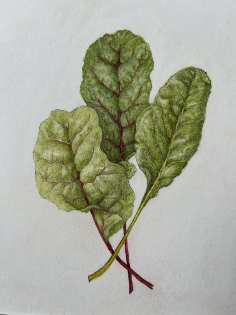 swiss-chard-aug-21