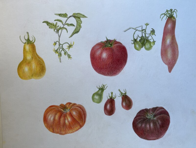 tomato-family-sept-30-2024