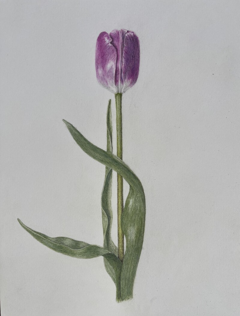 tulipe-mai-30-2023