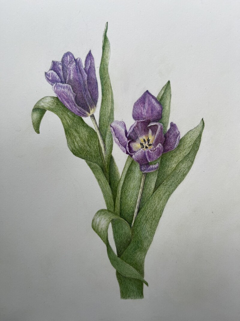 tulipes-composition-27-mai-2024