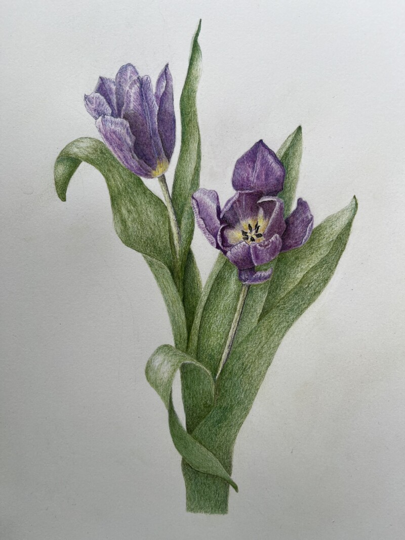 tulipes-composition-mai-2024