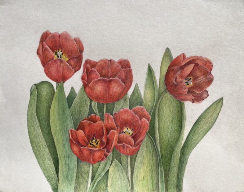 tulipes-sept-2023