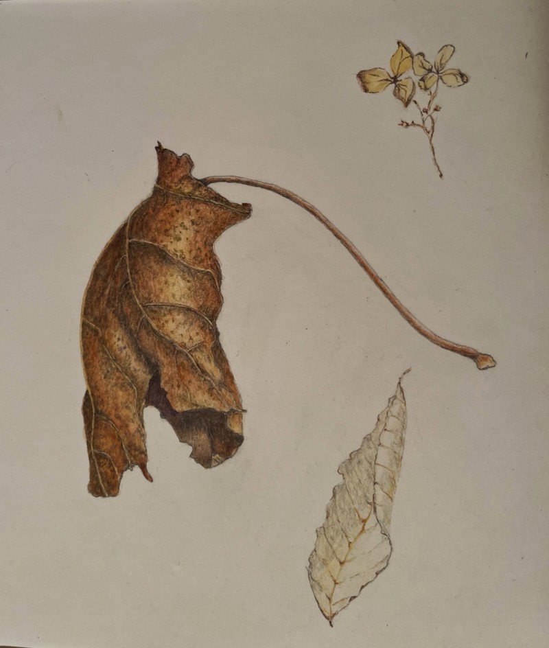winter-leaf-march-19-2022