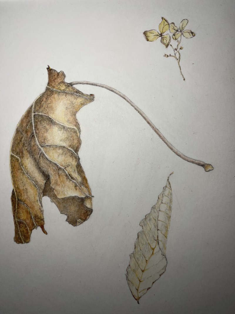 winter-leaves-march-2022