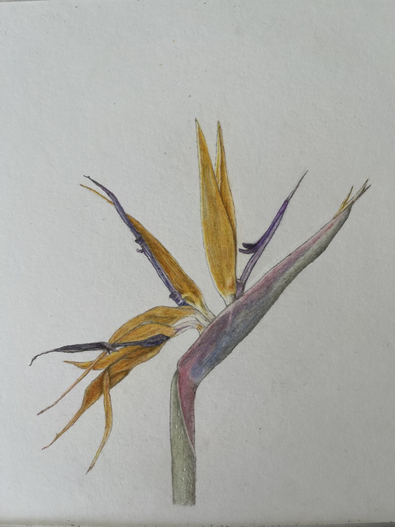 oiseau-du-paradis