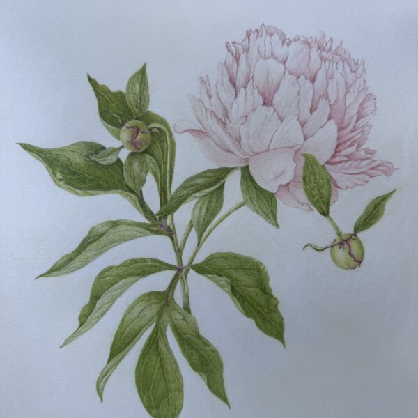 peony July 2026
