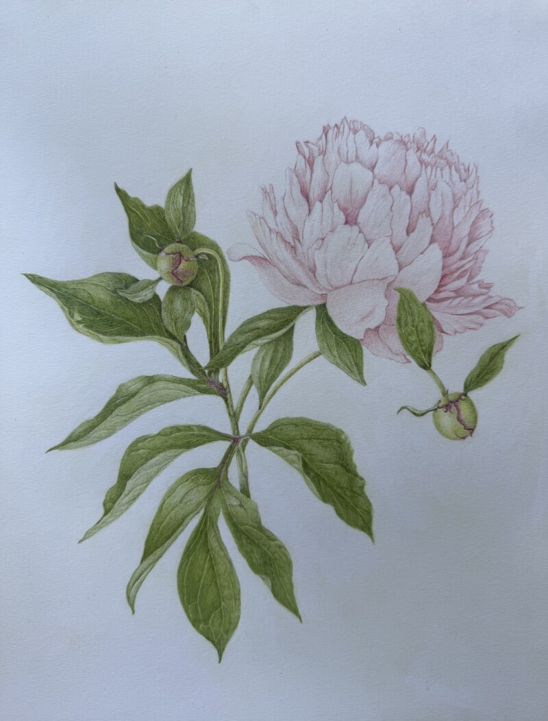 peony-july-2026-2