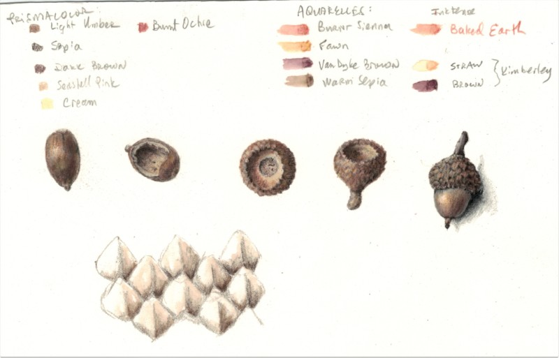 acorns-feb-2022-a