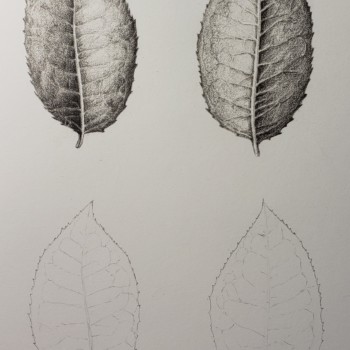 leaves-prelim-feb-22