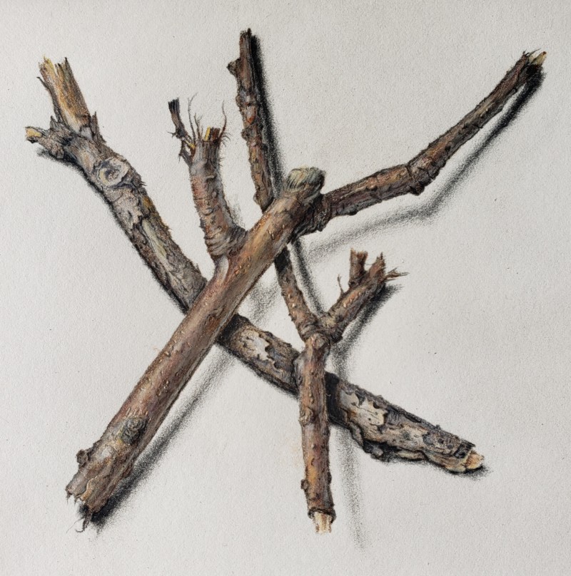 sticks-shadows-jan-2022-drawbotanical-a