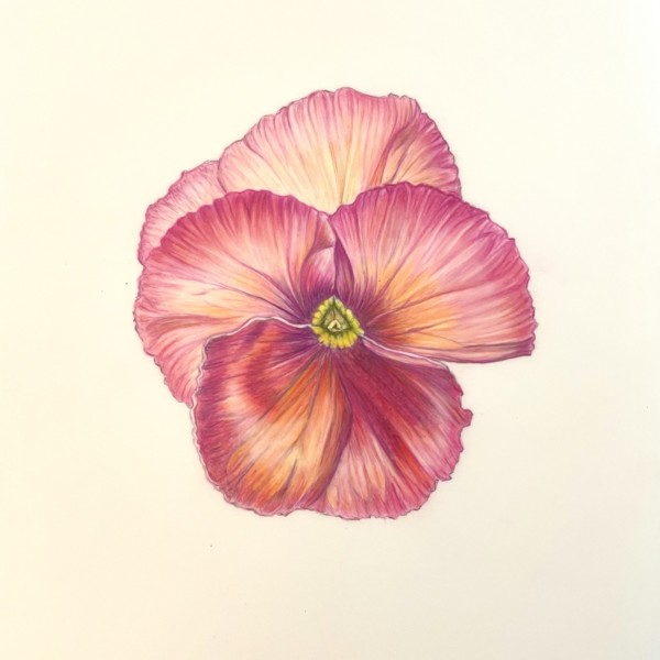 Pansy - Colored pencil on drafting film