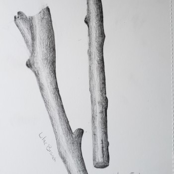 first-sketch-branches