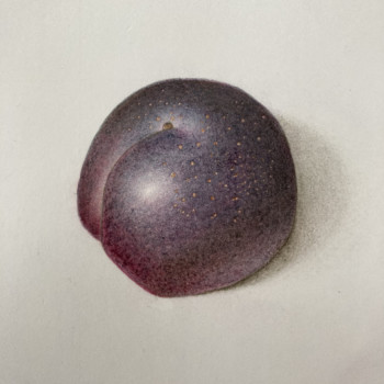 dark-plum-revisited