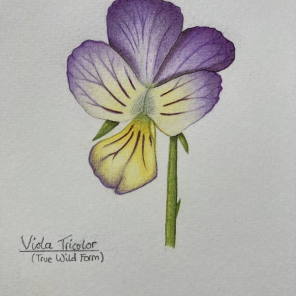 Viola tricolor revisited 