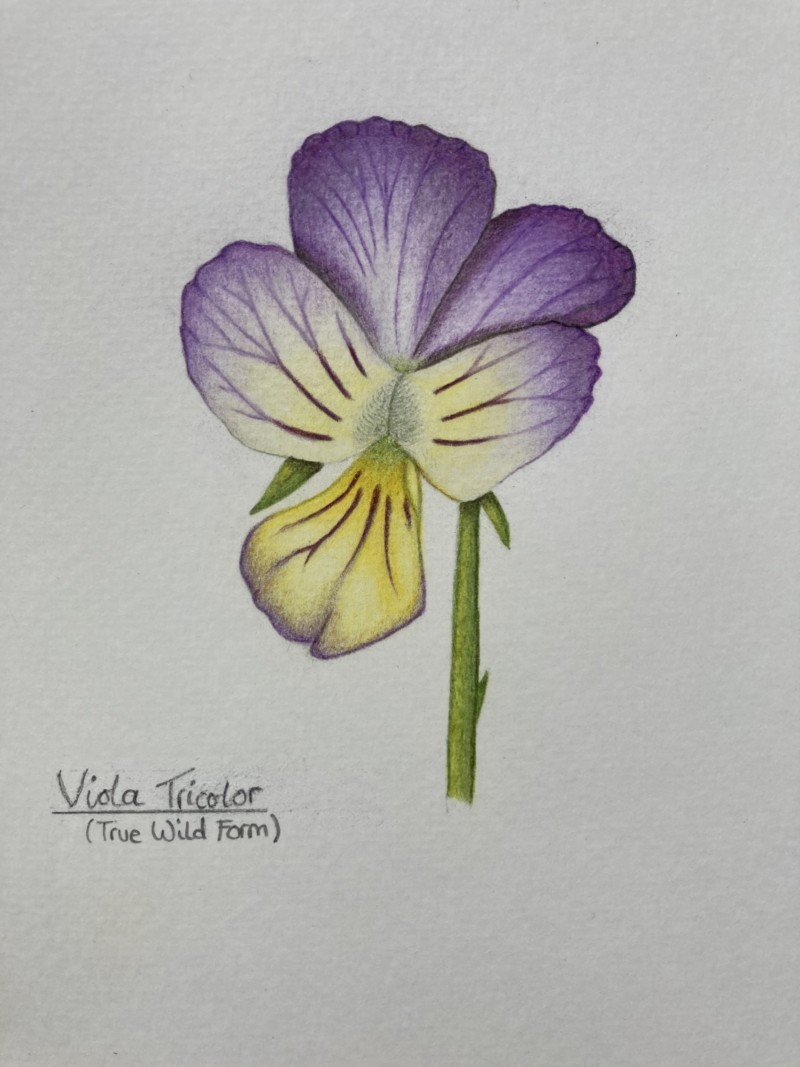 viola-tricolor-revisited