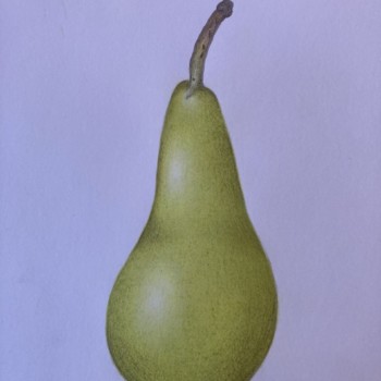 plain-pear