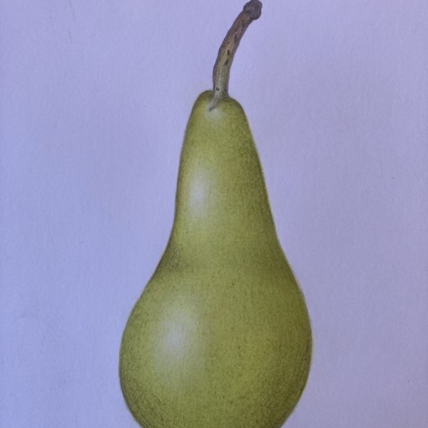 Plain pear