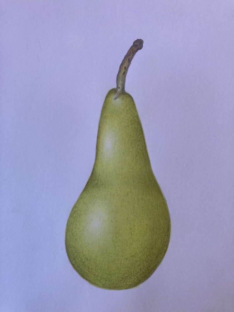 plain-pear