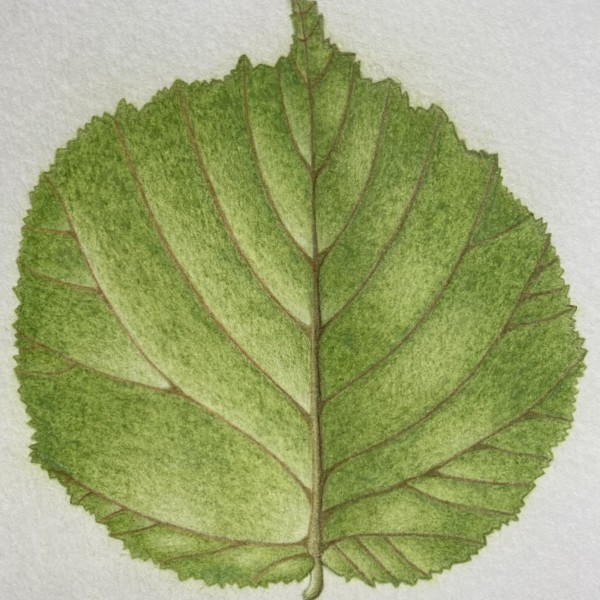 Incomplete hazel leaf