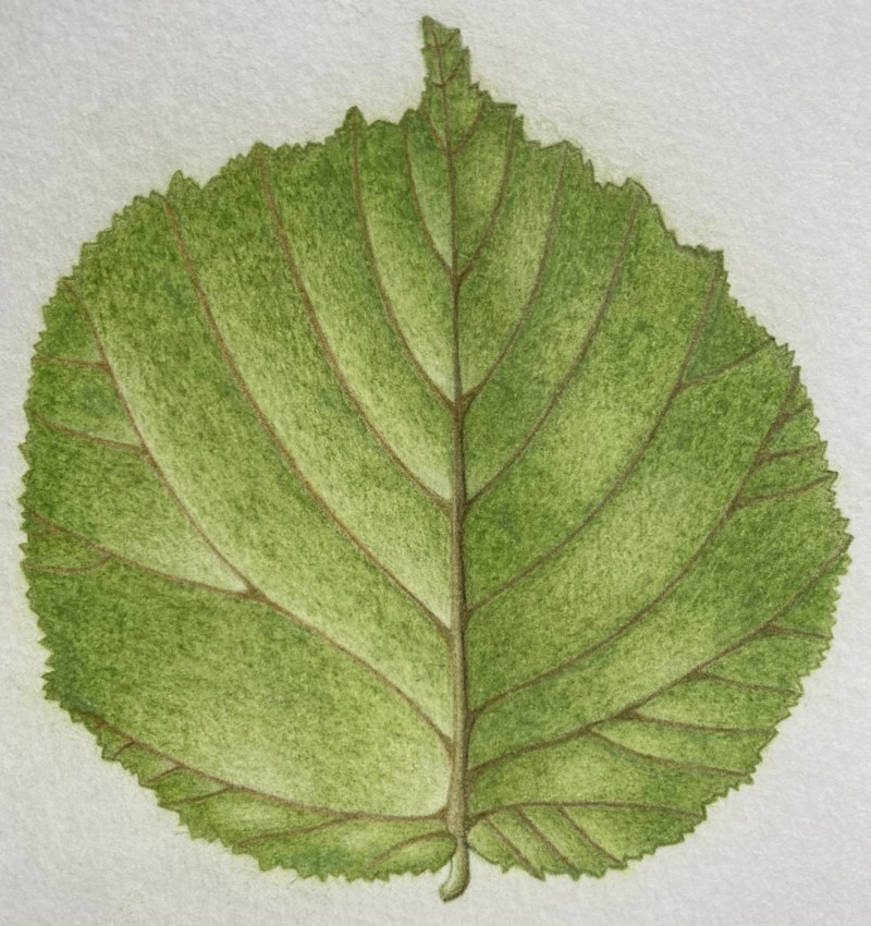 incomplete-hazel-leaf