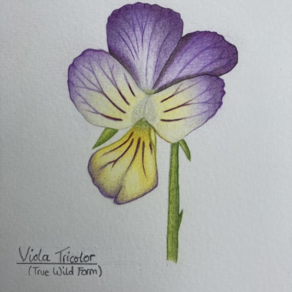 Viola tricolor also known as heartsease 