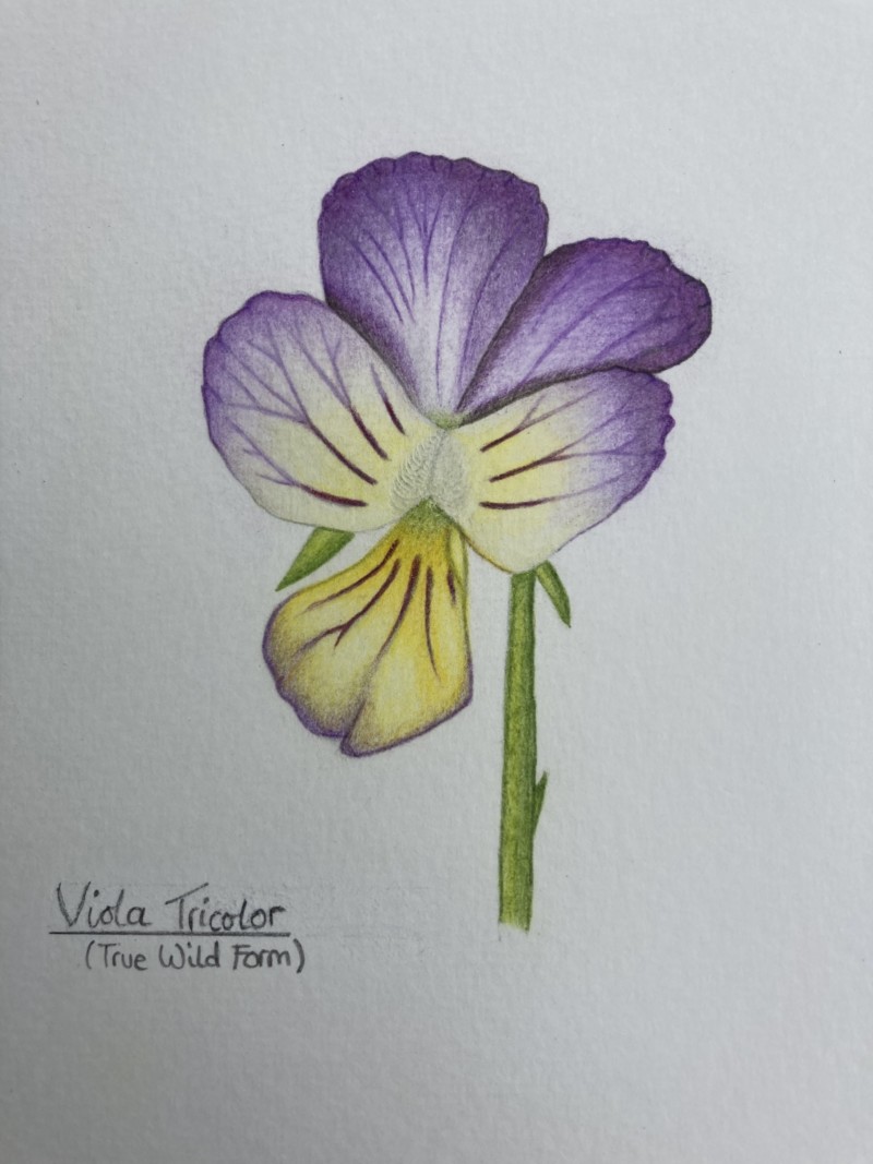 viola-tricolor-also-known-as-heartsease