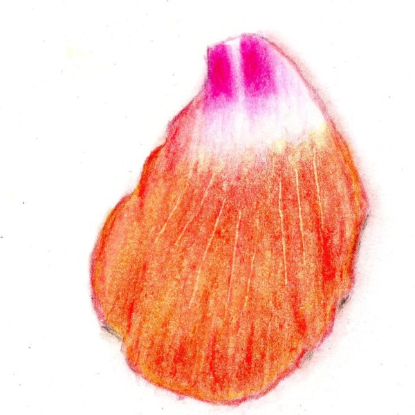 Hibicus petal