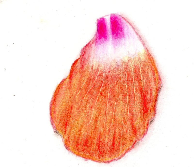 hibicus-petal