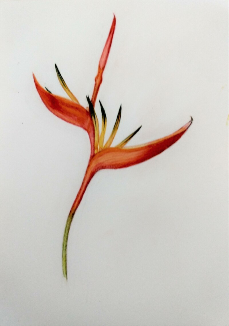 del-greco_-heliconia-1